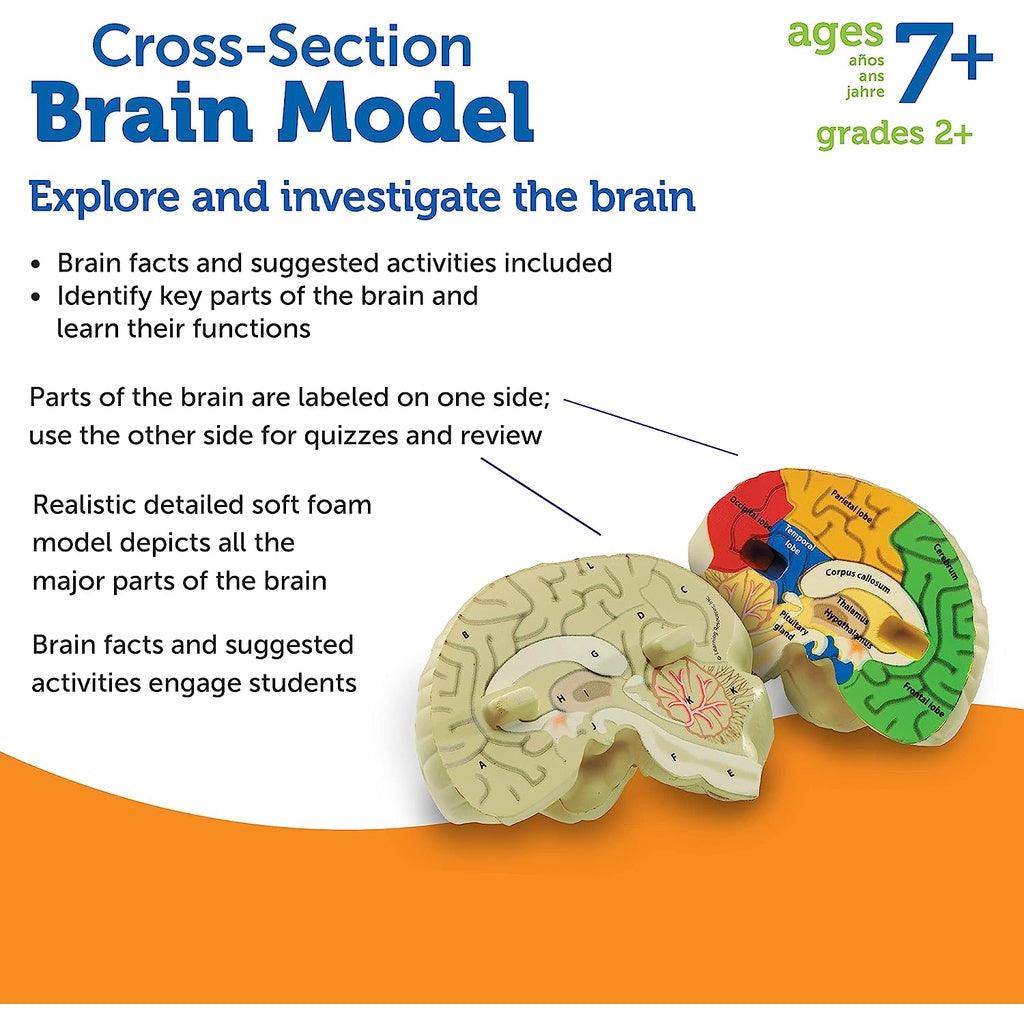 Learning Resources Cross-section Brain Model - 2 Pieces, Ages 7+ Brain Anatomy Model, Brain Functions Model - Momo Gadgets