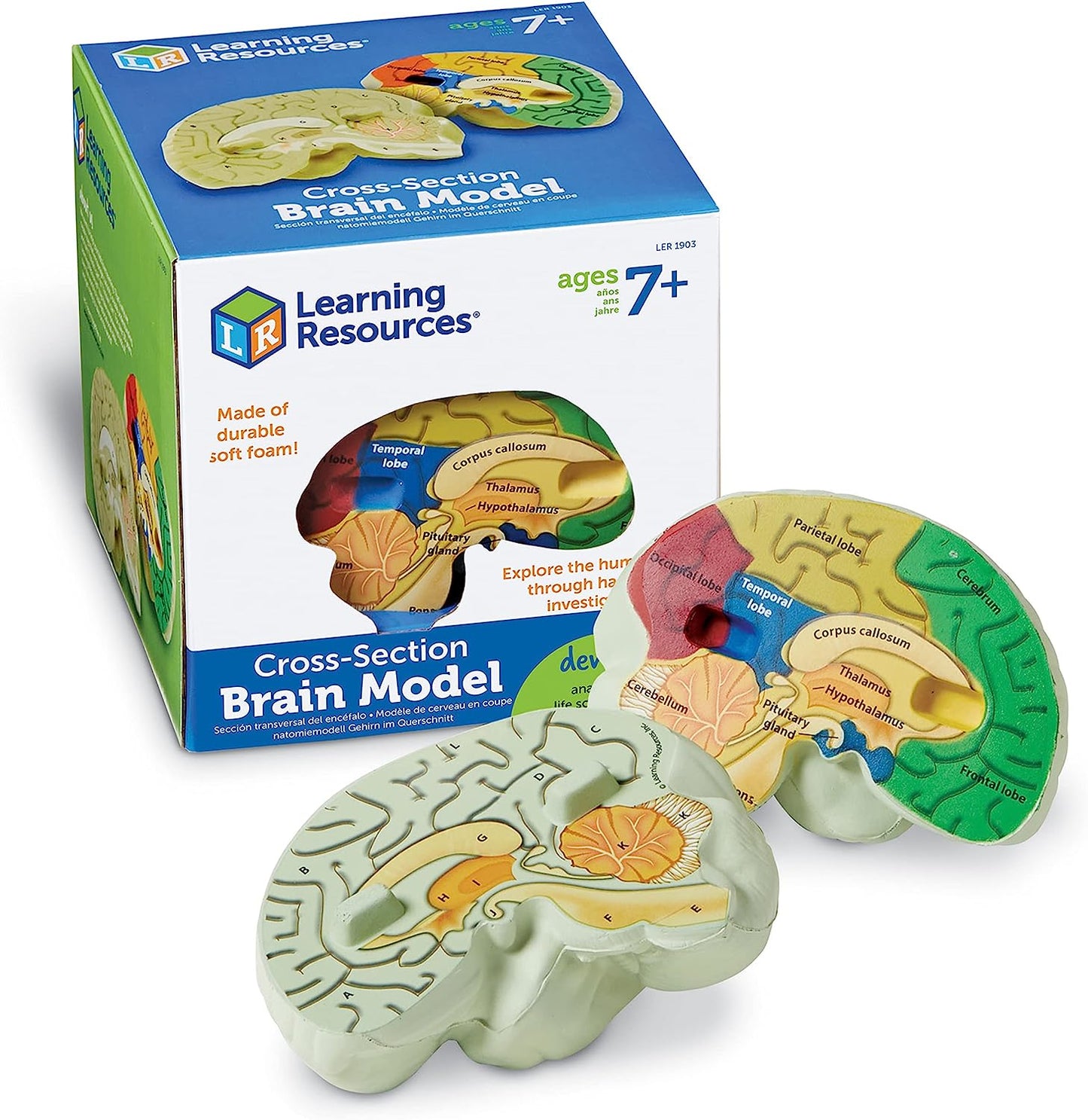 Learning Resources Cross-section Brain Model - 2 Pieces, Ages 7+ Brain Anatomy Model, Brain Functions Model