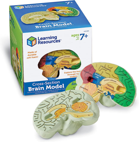 Learning Resources Cross-section Brain Model - 2 Pieces, Ages 7+ Brain Anatomy Model, Brain Functions Model