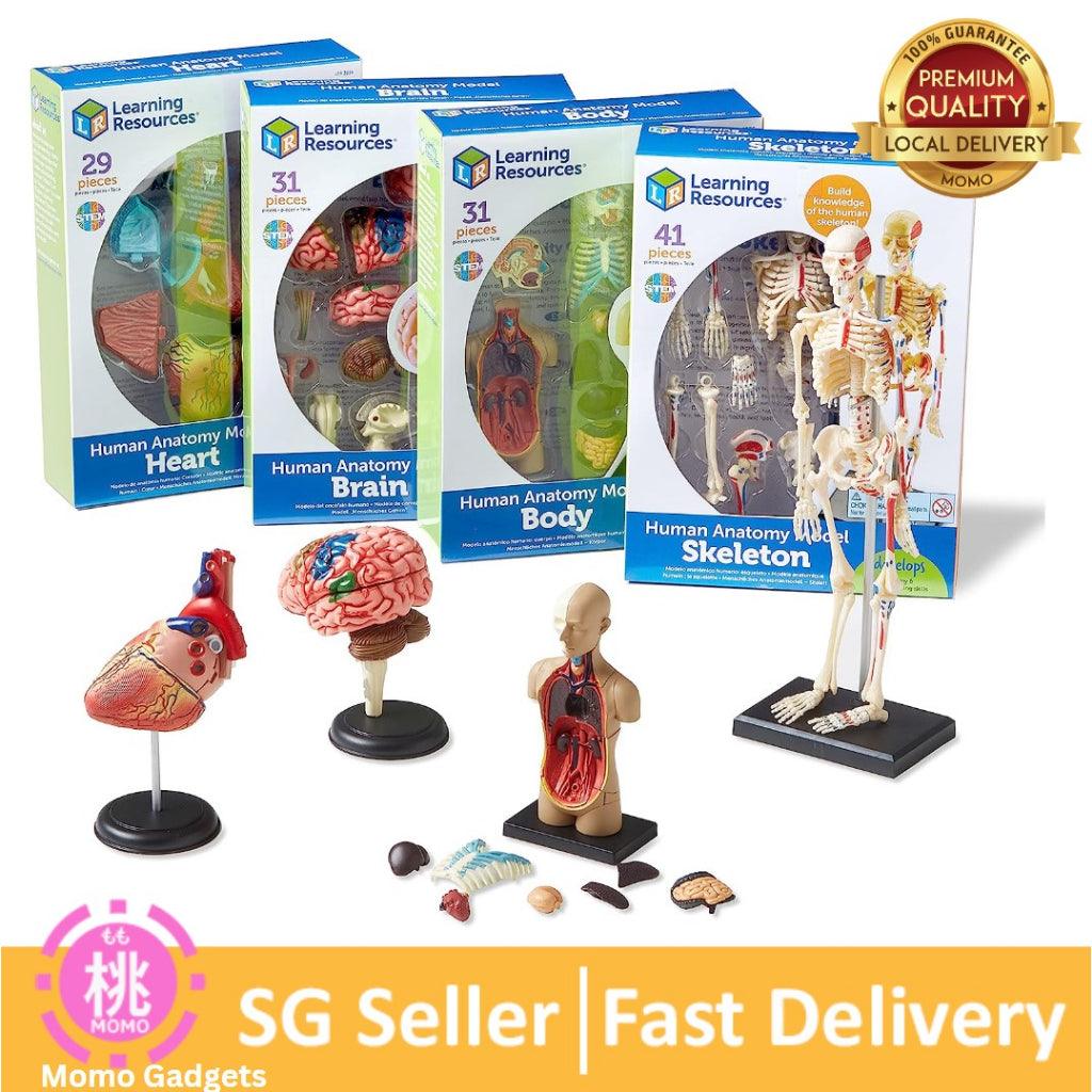 Learning Resources Anatomy Models Set - 4 different Sets, Ages 8+, Anatomy Demonstration Tools - Momo Gadgets