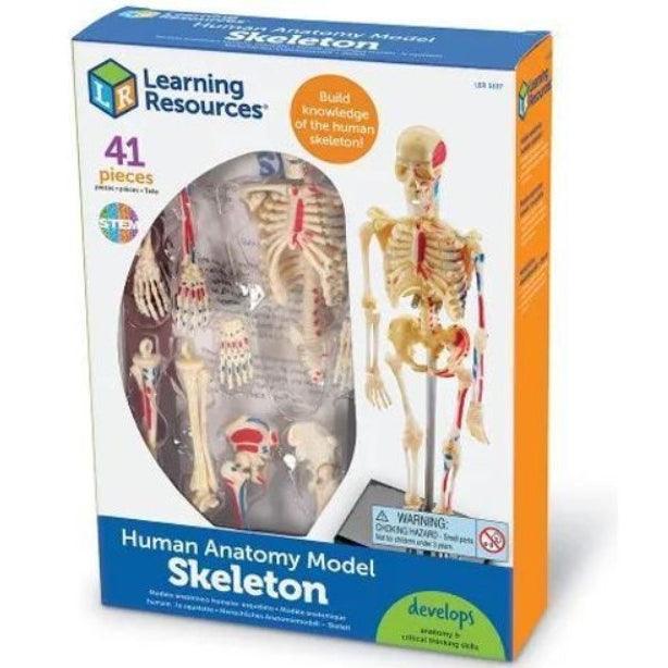 Learning Resources Anatomy Models Set - 4 different Sets, Ages 8+, Anatomy Demonstration Tools - Momo Gadgets