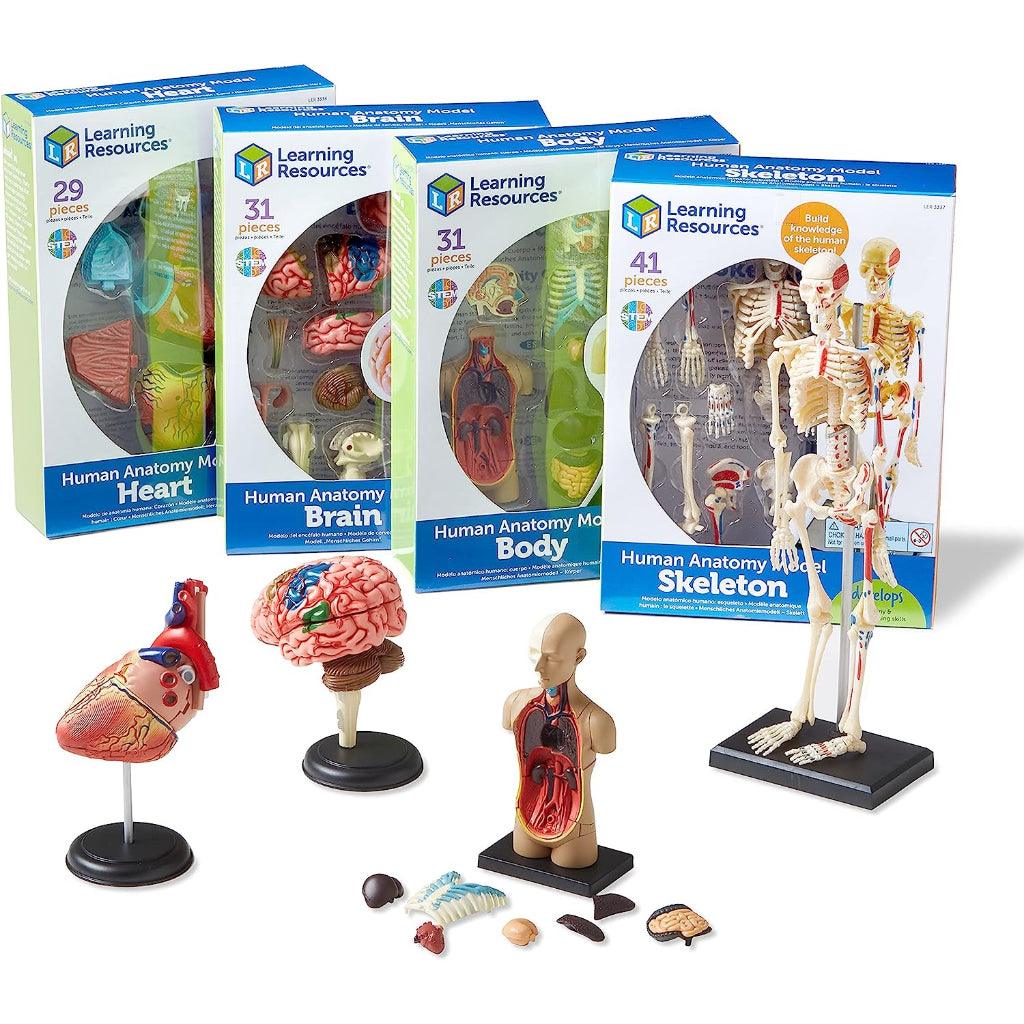 Learning Resources Anatomy Models Set - 4 different Sets, Ages 8+, Anatomy Demonstration Tools - Momo Gadgets