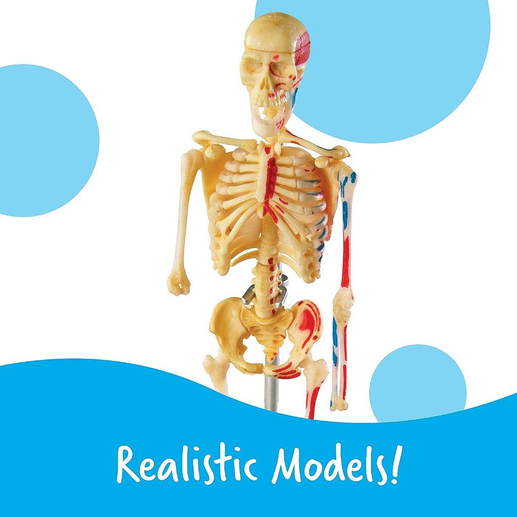 Learning Resources Anatomy Models Set - 4 different Sets, Ages 8+, Anatomy Demonstration Tools - Momo Gadgets