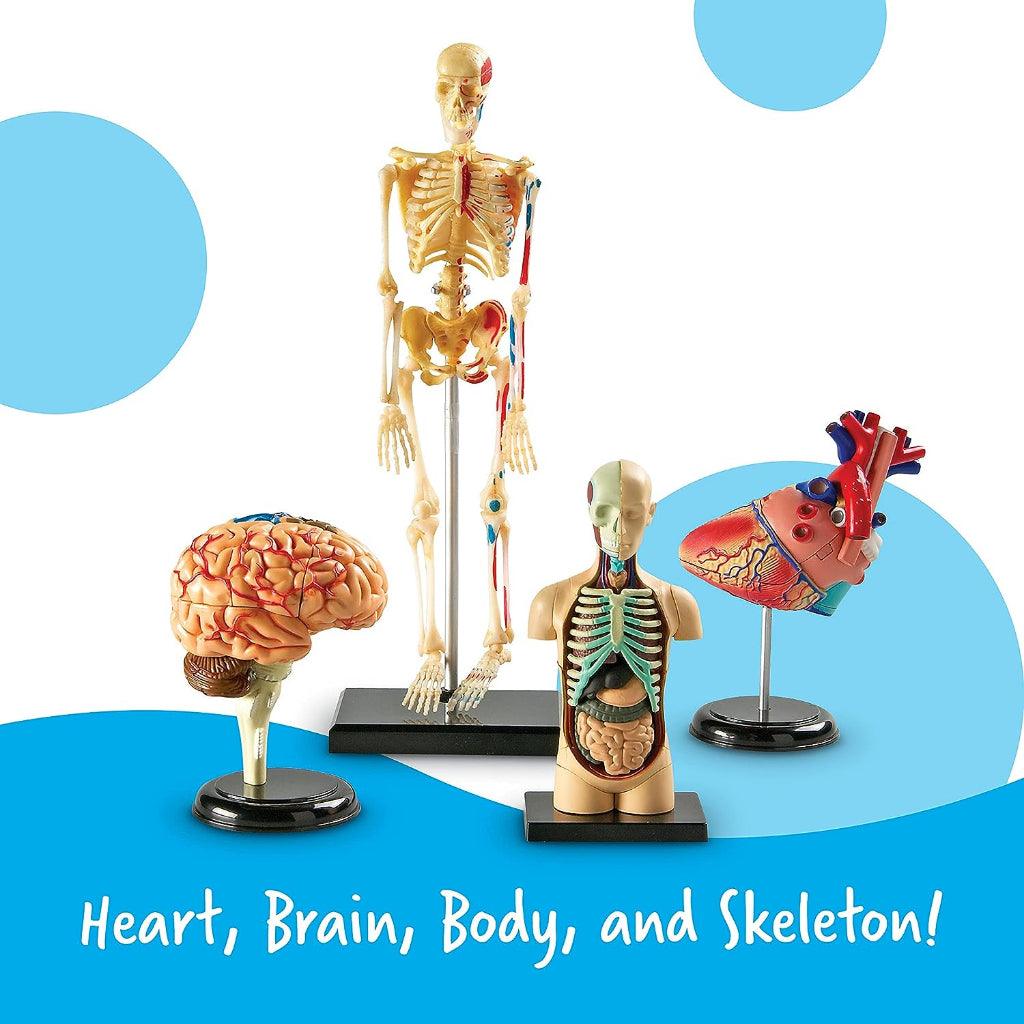 Learning Resources Anatomy Models Set - 4 different Sets, Ages 8+, Anatomy Demonstration Tools - Momo Gadgets