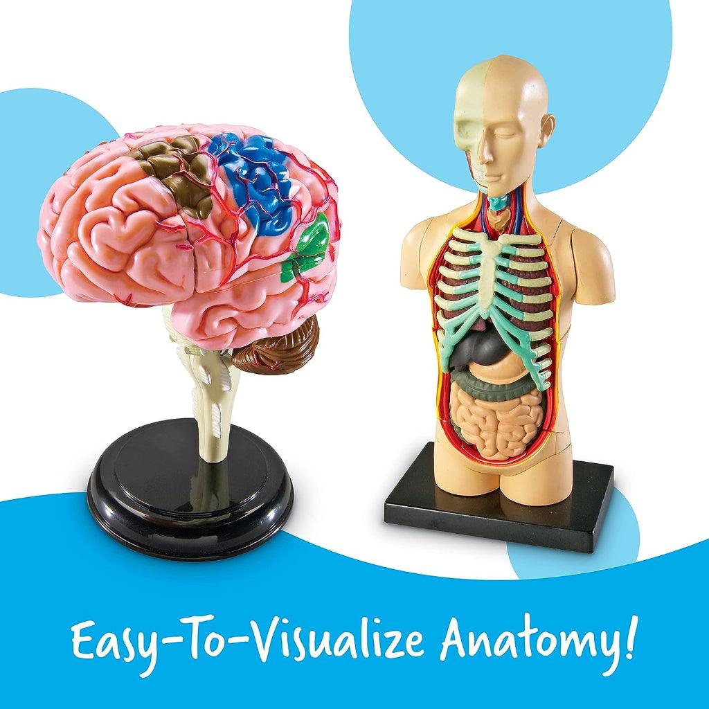 Learning Resources Anatomy Models Set - 4 different Sets, Ages 8+, Anatomy Demonstration Tools - Momo Gadgets