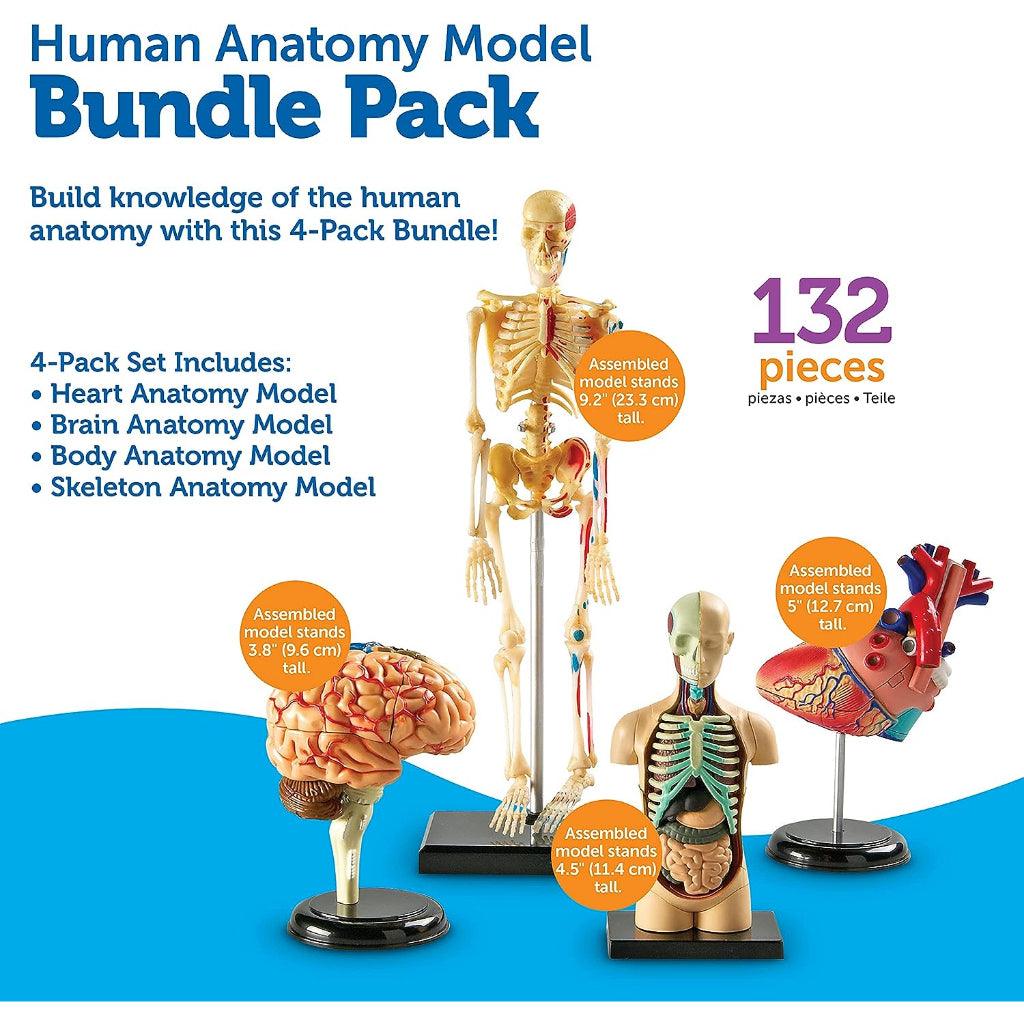 Learning Resources Anatomy Models Set - 4 different Sets, Ages 8+, Anatomy Demonstration Tools - Momo Gadgets