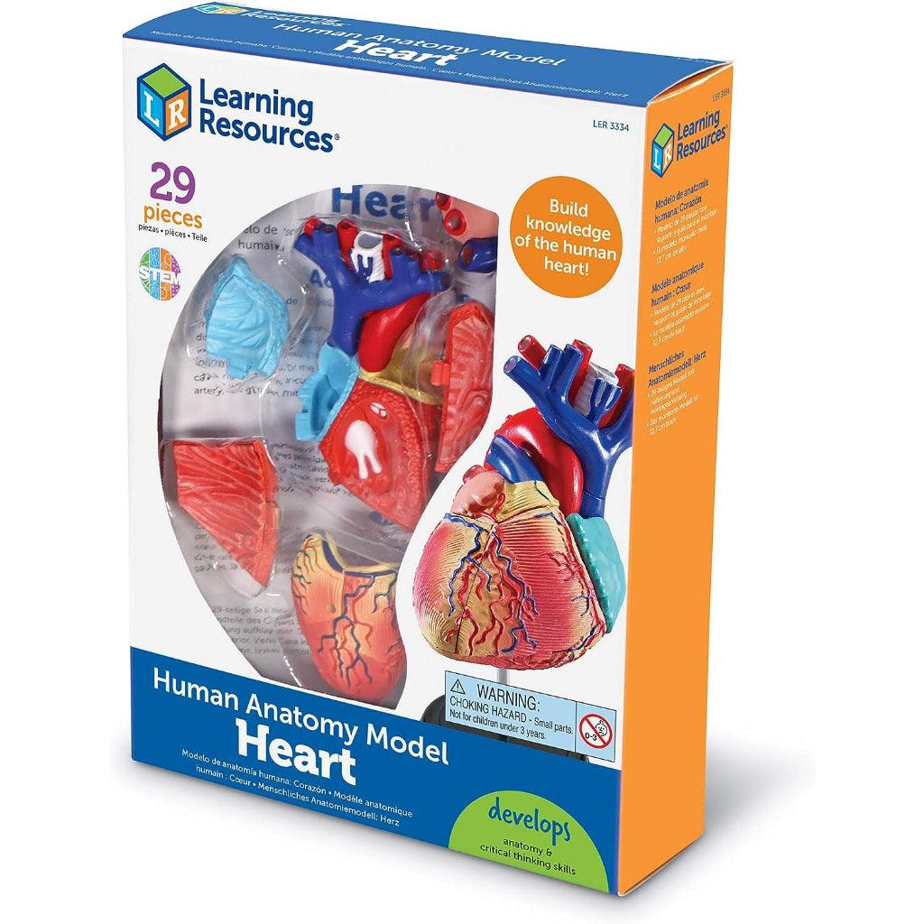 Learning Resources Anatomy Models Set - 4 different Sets, Ages 8+, Anatomy Demonstration Tools - Momo Gadgets