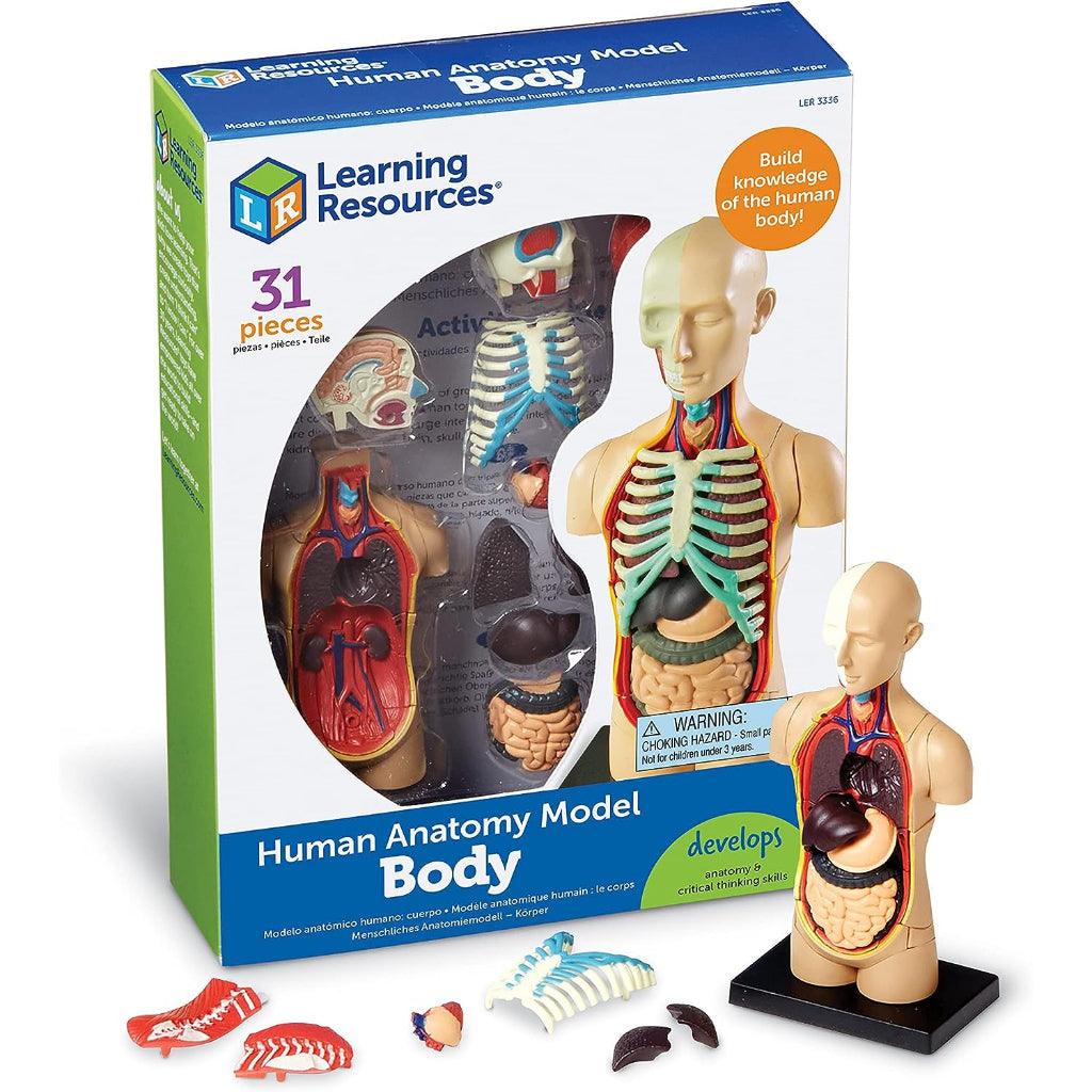 Learning Resources Anatomy Models Set - 4 different Sets, Ages 8+, Anatomy Demonstration Tools - Momo Gadgets