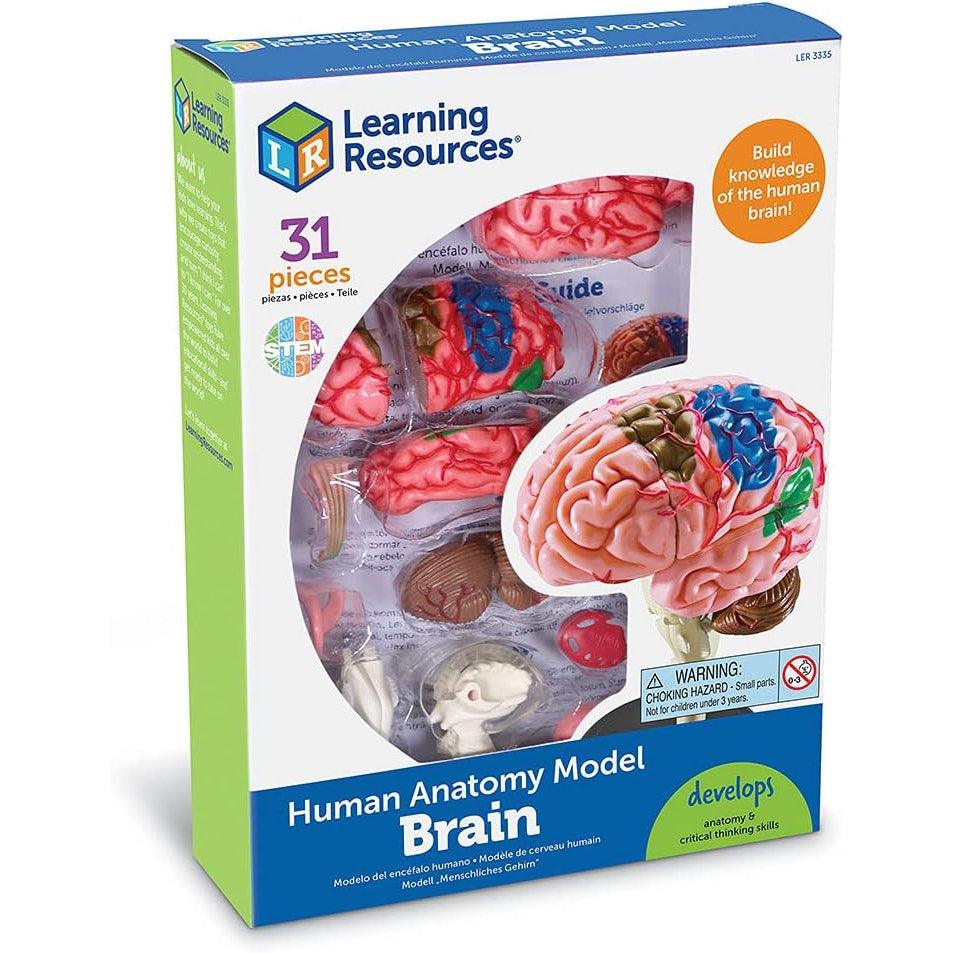 Learning Resources Anatomy Models Set - 4 different Sets, Ages 8+, Anatomy Demonstration Tools - Momo Gadgets