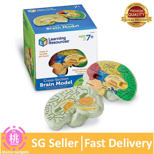 Learning Resources Cross-section Brain Model - 2 Pieces, Ages 7+ Brain Anatomy Model, Brain Functions Model - Momo Gadgets