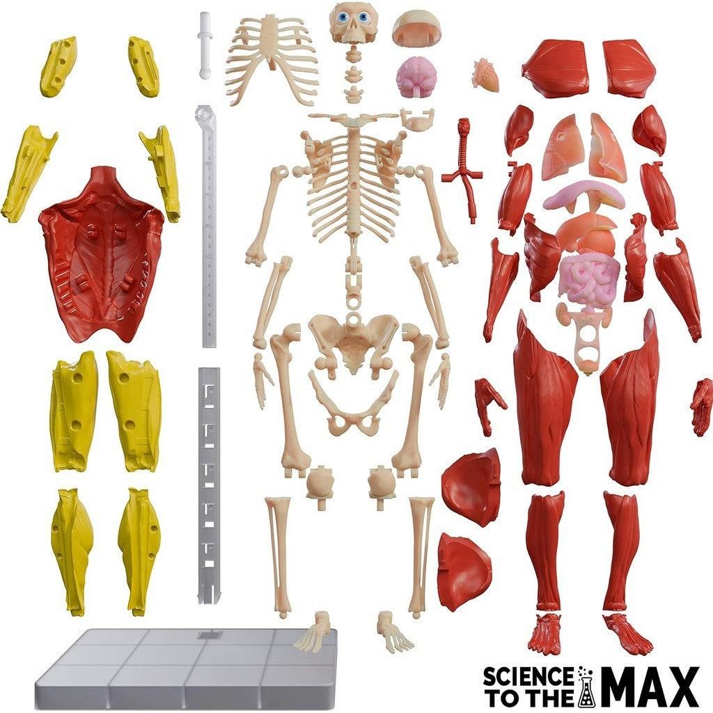 Be Amazing! Toys Interactive Human Body - 60 Piece Fully Poseable Anatomy Figure – 14” Tall Model - Anatomy Kit