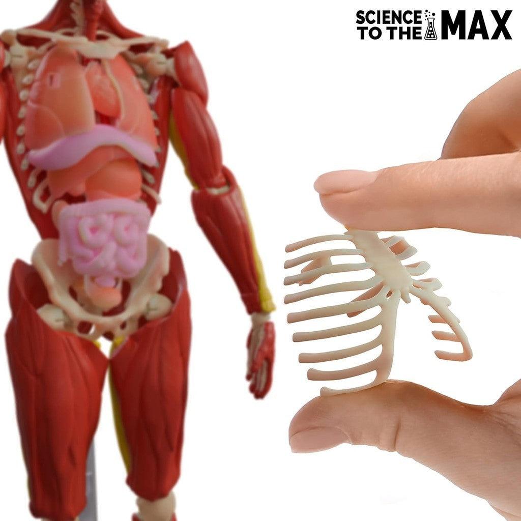 Be Amazing! Toys Interactive Human Body - 60 Piece Fully Poseable Anatomy Figure – 14” Tall Model - Anatomy Kit