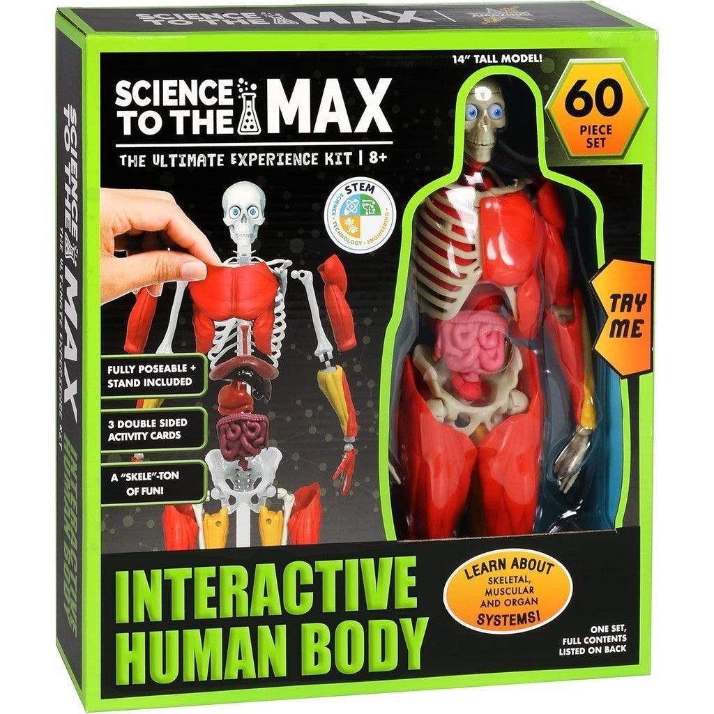 Be Amazing! Toys Interactive Human Body - 60 Piece Fully Poseable Anatomy Figure – 14” Tall Model - Anatomy Kit