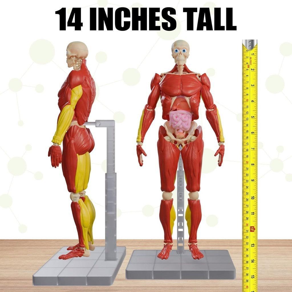 Be Amazing! Toys Interactive Human Body - 60 Piece Fully Poseable Anatomy Figure – 14” Tall Model - Anatomy Kit